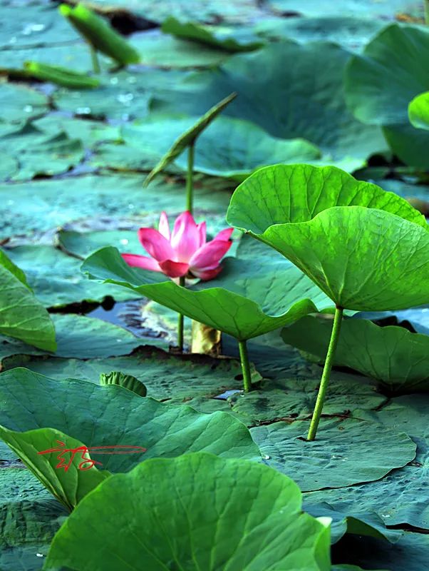 2022淮阳荷花节结束时间,看淮阳荷花节