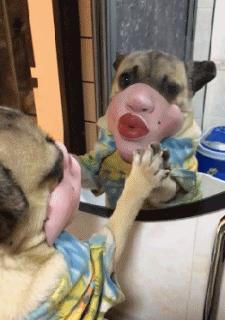 我家狗以为它是我亲生的,我家的狗以为自己是亲生的