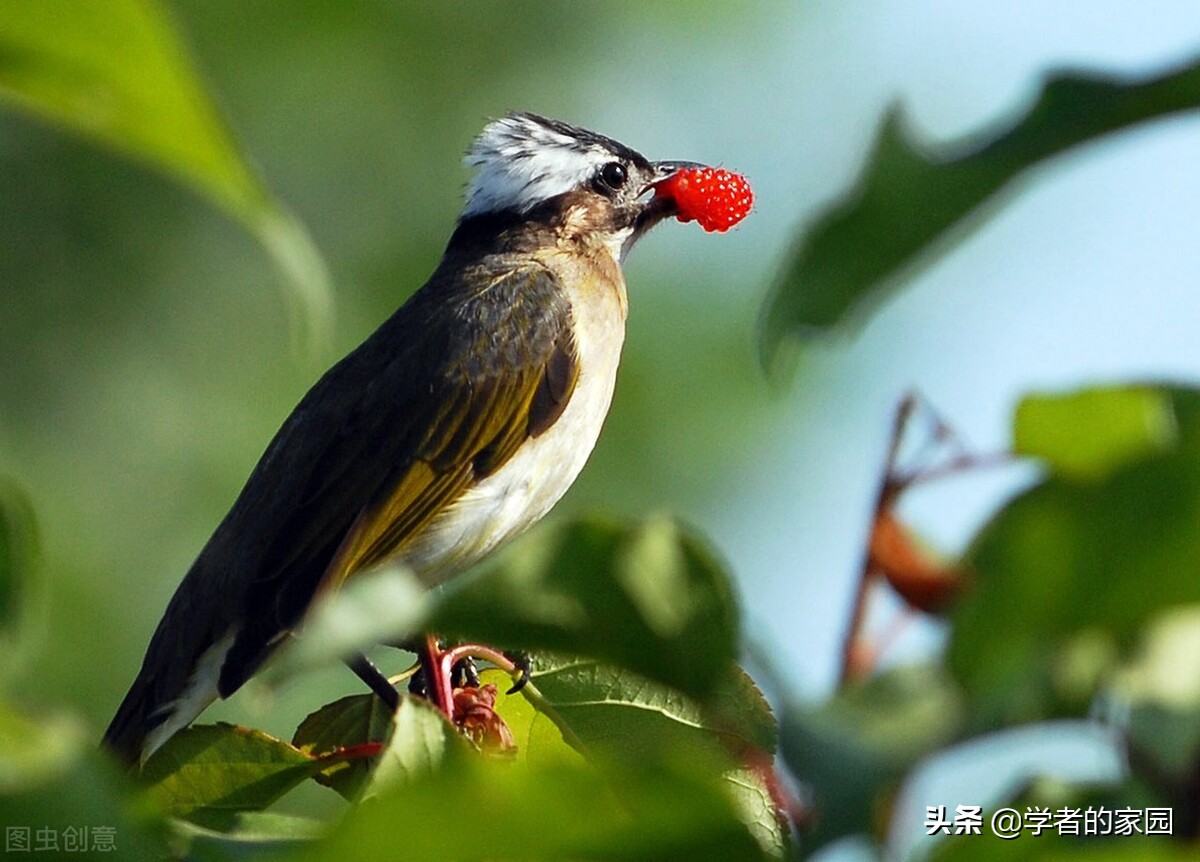 索尼dsc-hx400长焦,索尼hx400长焦相机和单反区别