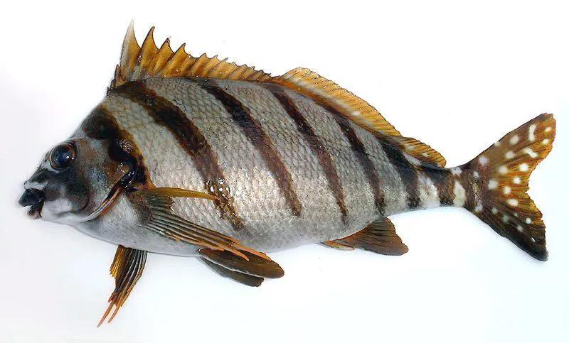 鱼类食材大全名称图片,鱼类菜谱大全100种