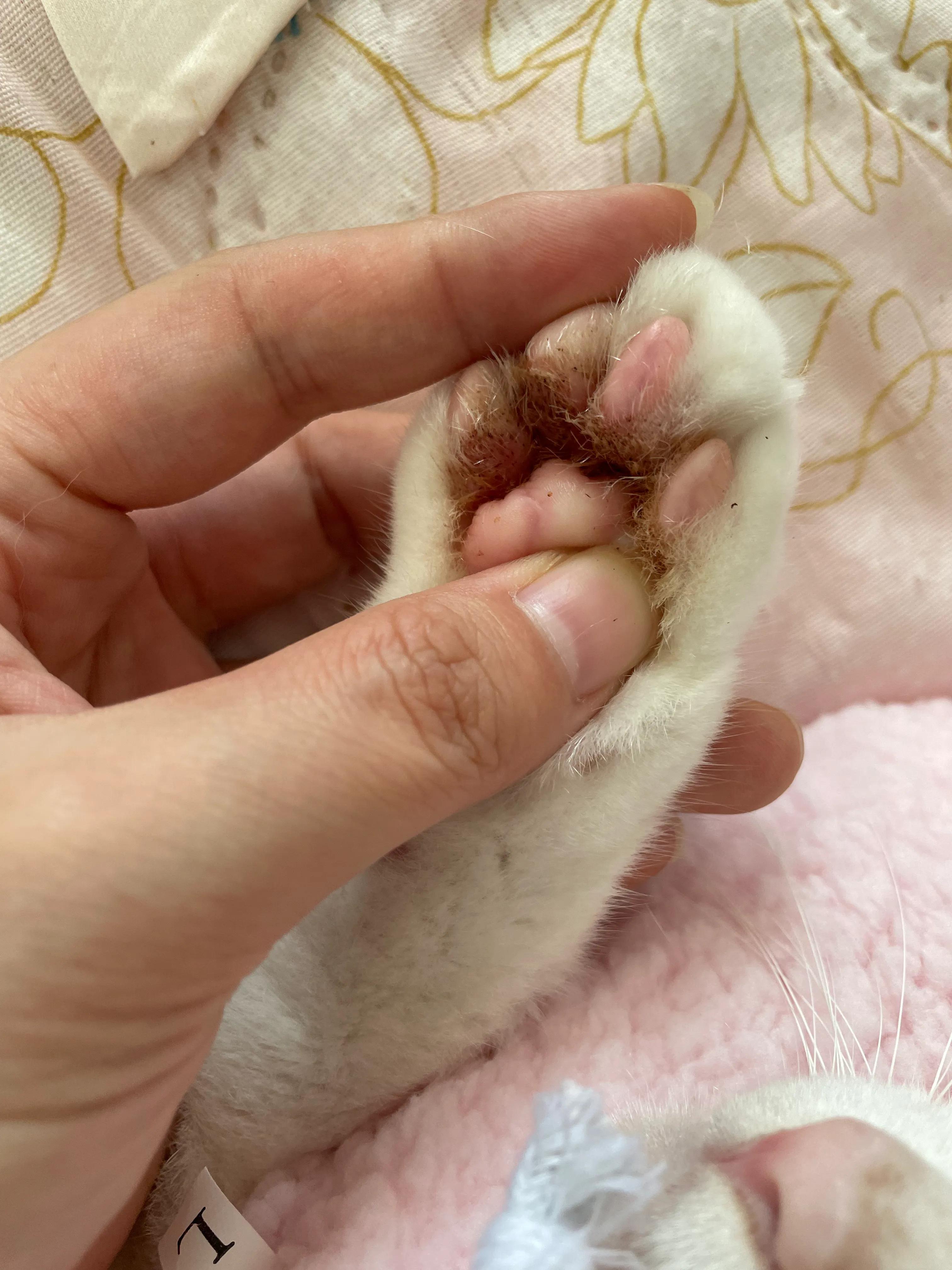 猫咪趾间炎会传染给人吗,趾间炎猫咪传染吗