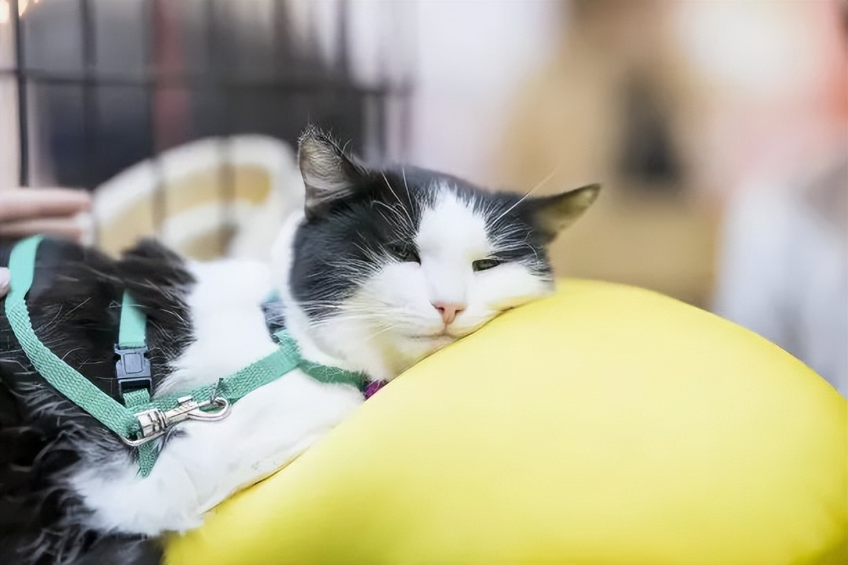 科学养猫攻略之新手养猫注意事项,猫怎么养新手养猫需注意4大问题