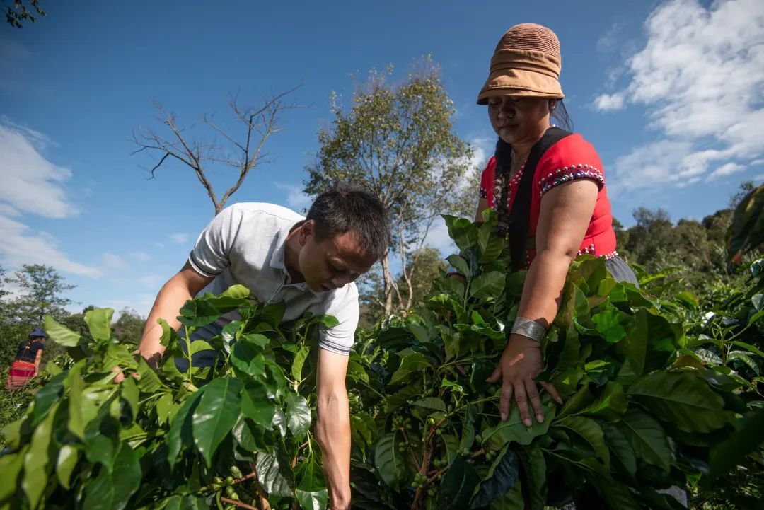 云南咖啡的品质提升是如何实现的,星巴克单一产区云南咖啡