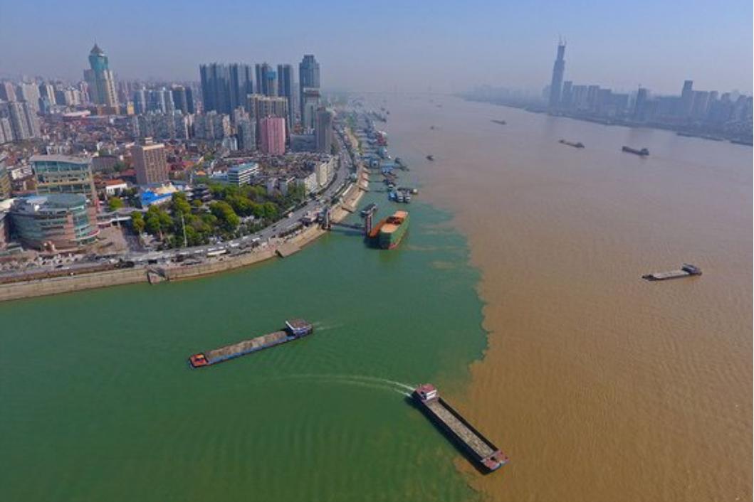 中国最大淡水鱼长江白鲟证实灭绝,长江什么鱼最珍稀中华鲟