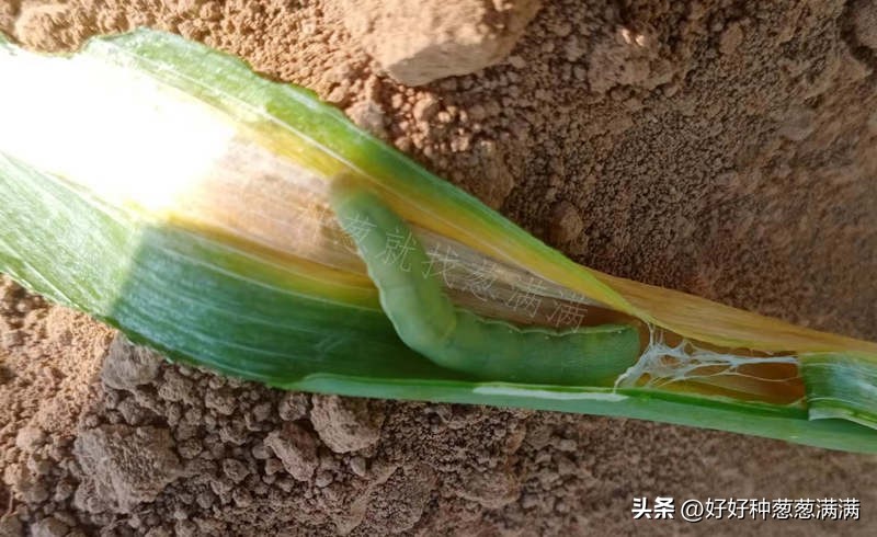 大葱上有小虫子怎么办,大葱有葱虫怎么办