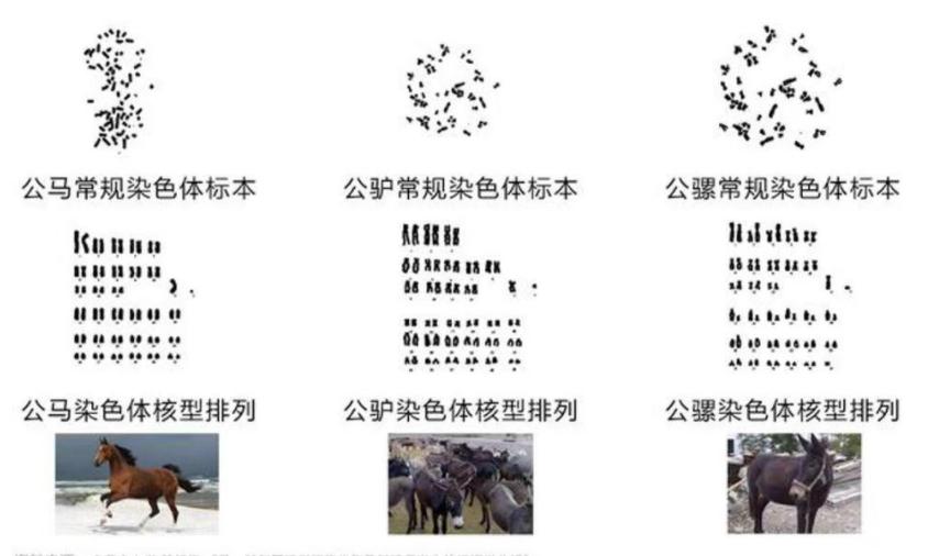 马和牛能够杂交吗,公马和母牛算杂交育种吗