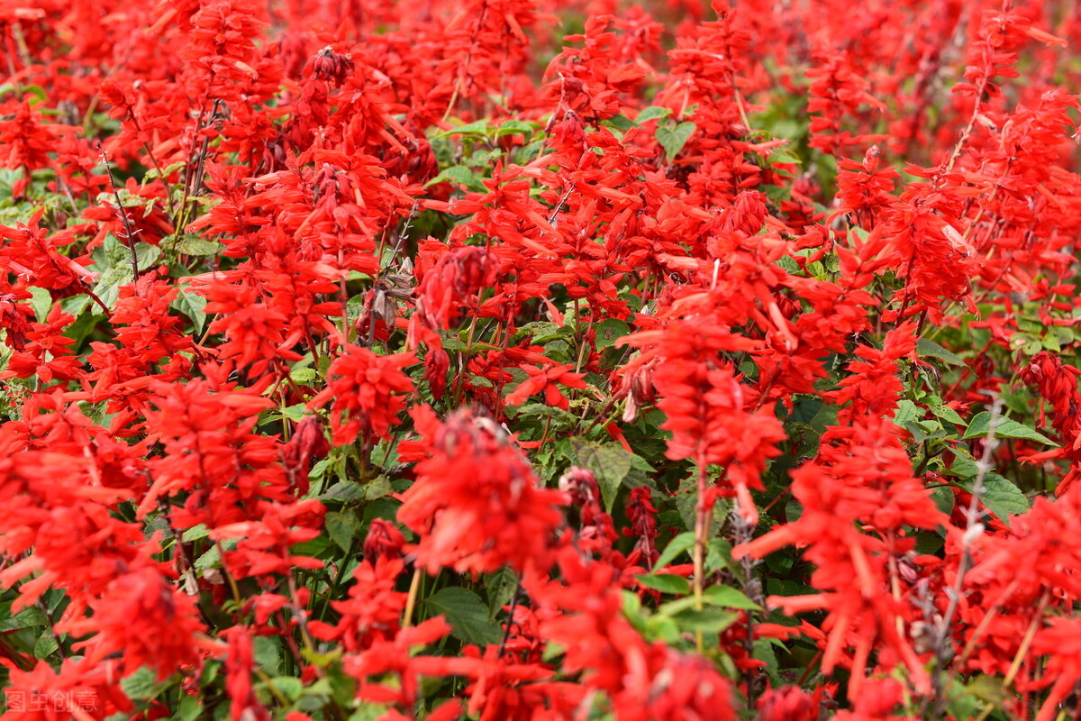 数字的古诗词飞花令大全,飞花令100首必背诗词高年级