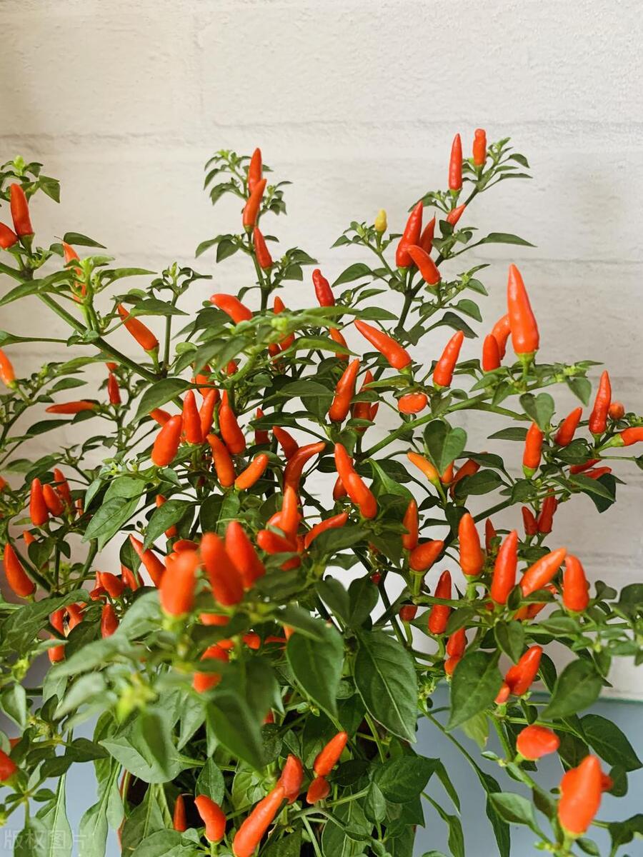 辣椒盆栽开花不结果是咋回事,辣椒开花有蚜虫怎么办