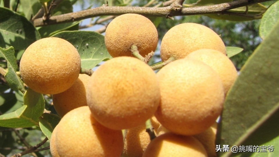 同在非洲大陆，同胞国家忍饥挨饿，它还出口牛油果、芝麻到中国