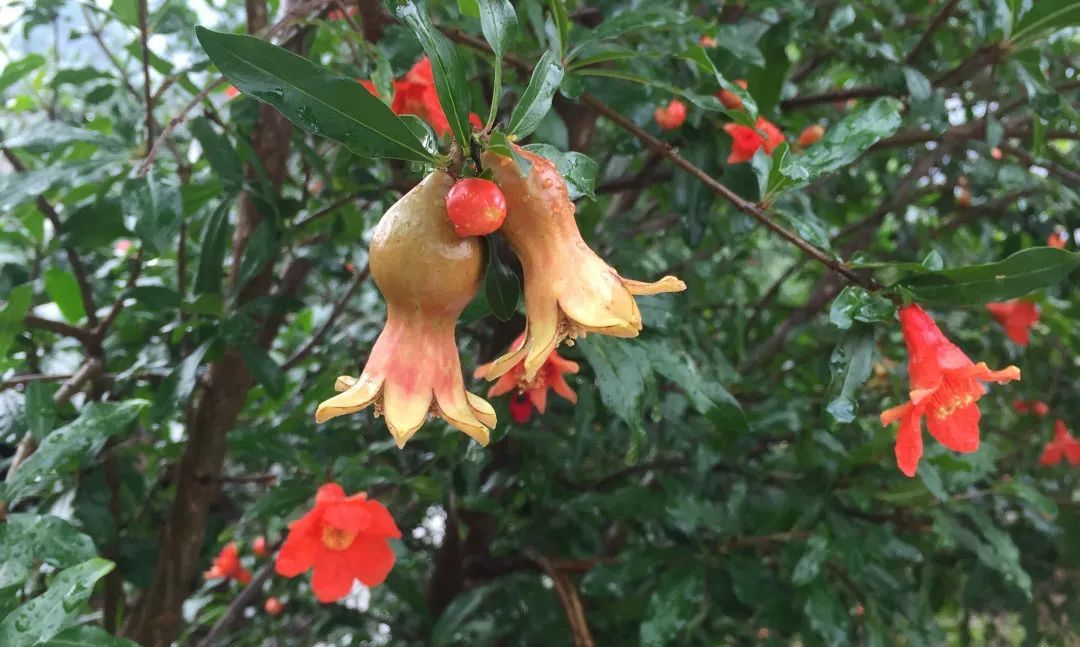 春天来了，“痴花”的您，来彩云之南做个“花吃”吧