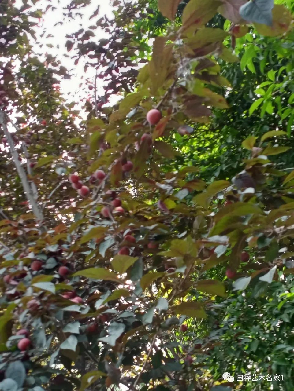 国粹艺术名家刘福生,海丰陈汉洲书法