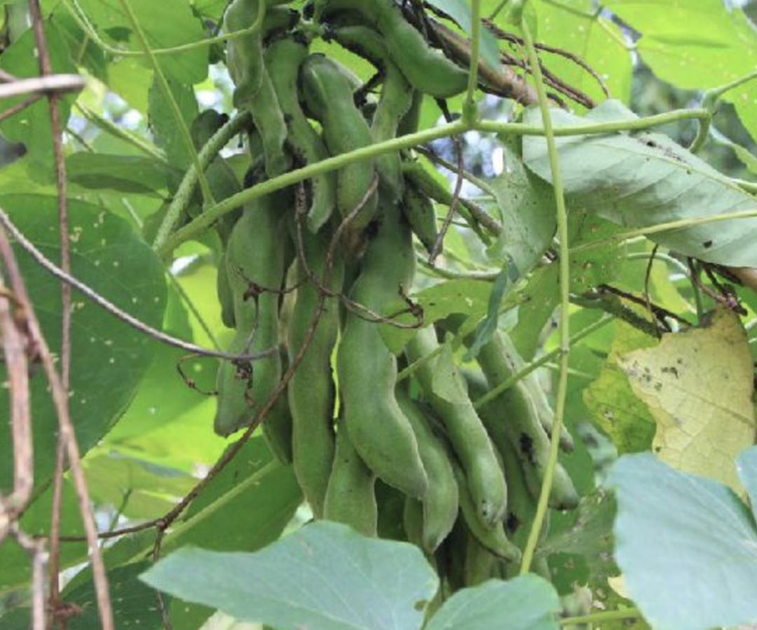 狗爪豆是什么植物,狗爪豆是什么豆