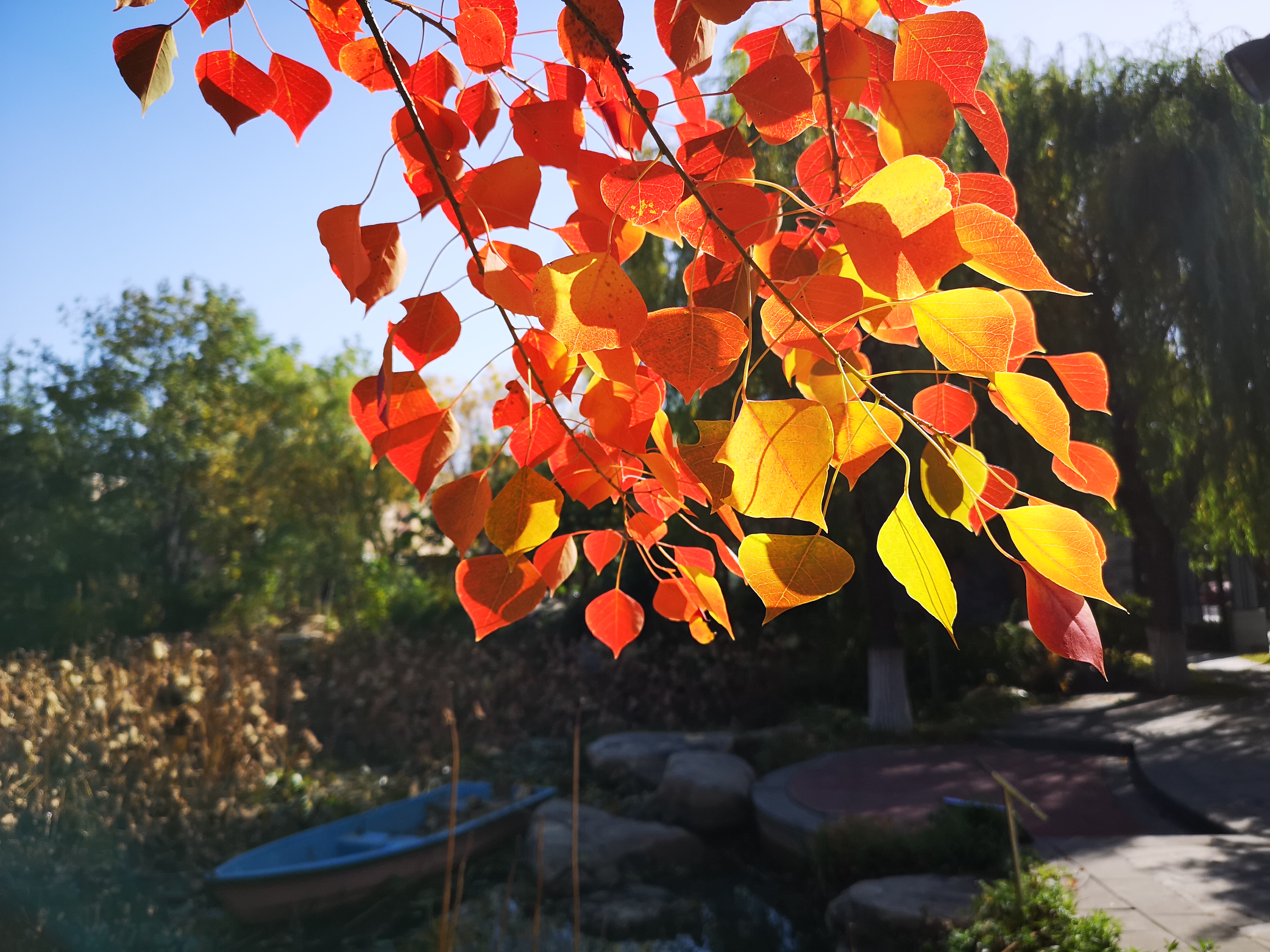 乌桕白蜡,乌桕树春天叶子颜色