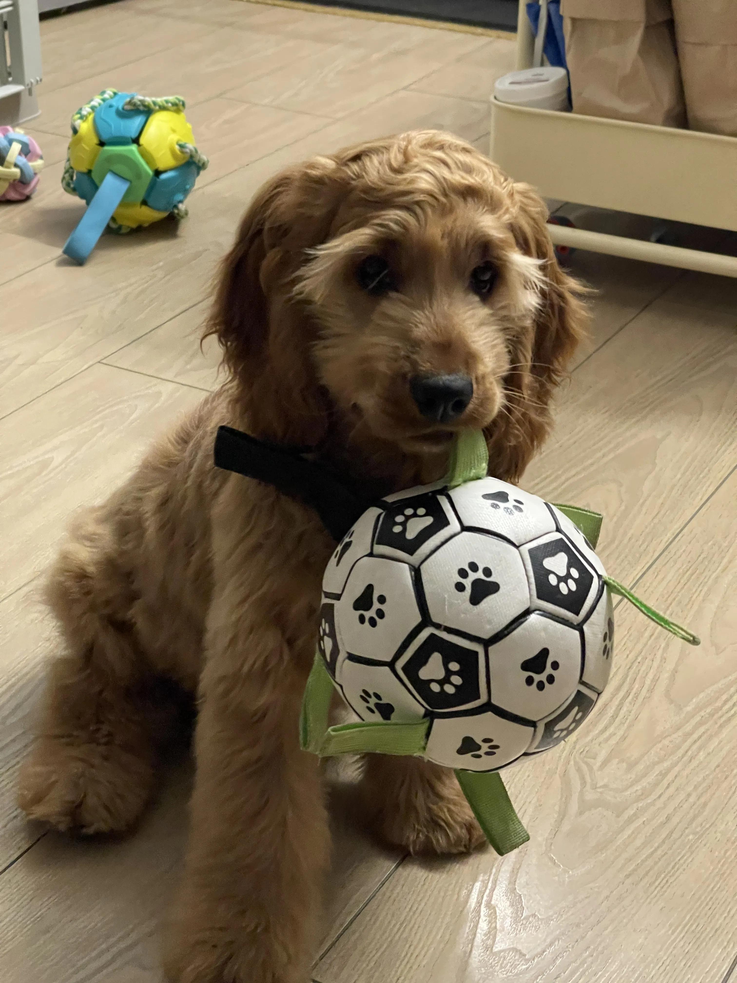 我不是金毛，是英国可卡犬—水煎包的自我介绍,包子麻麻的讲述