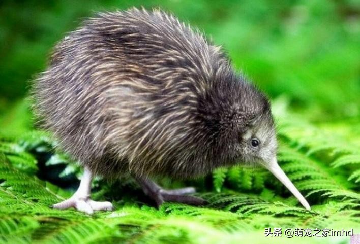 全球公认的十大国宝动物英文,中国十大顶级国宝动物