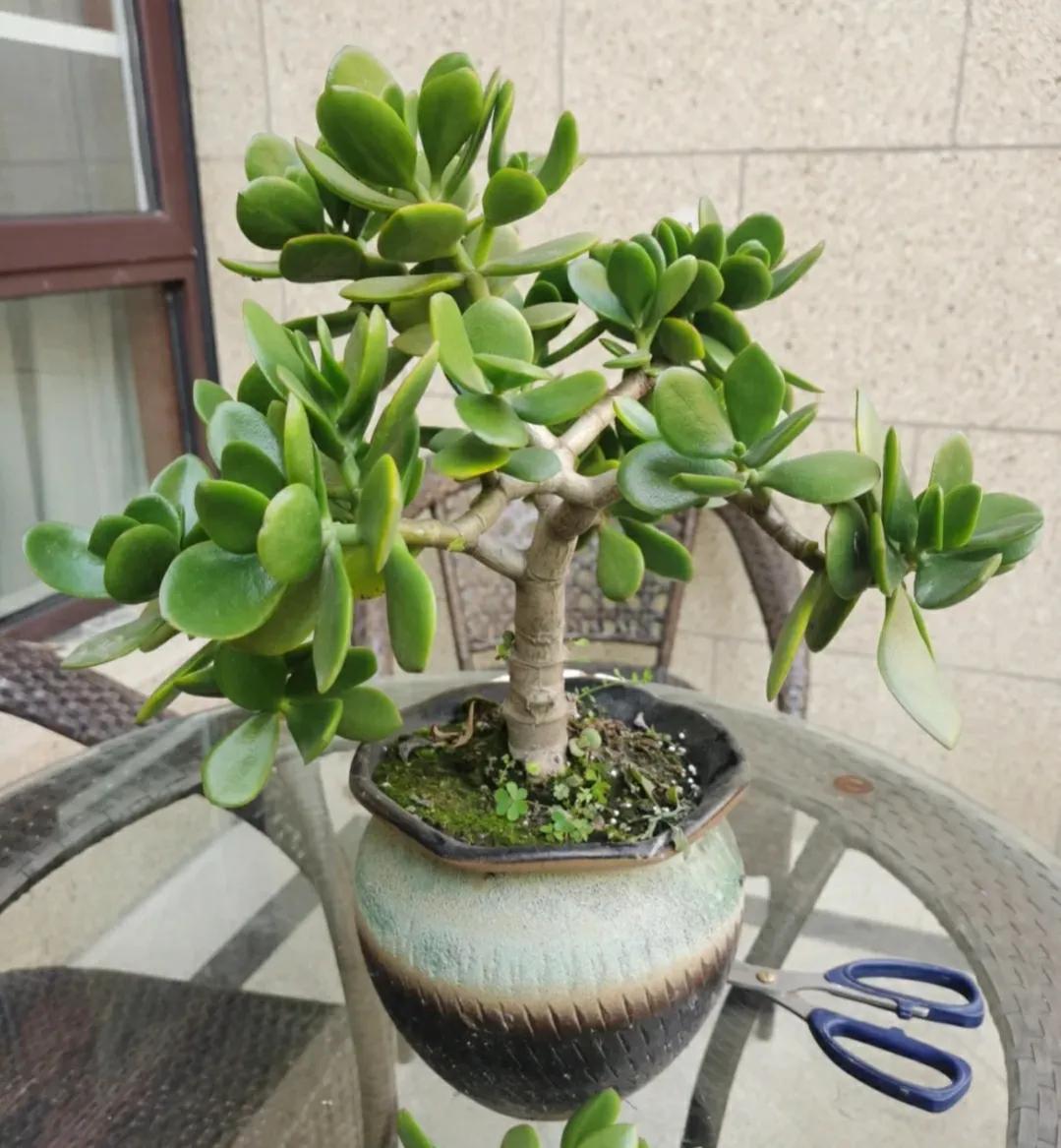 玉树开花儿了可以剪枝吗,玉树砍头老桩利于开花吗