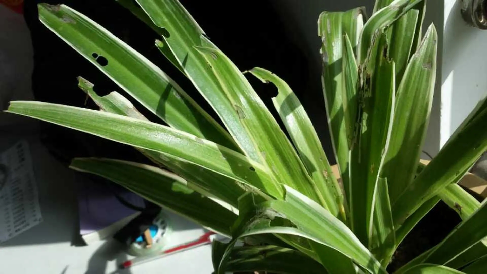 吊兰生虫子是什么样子,金边吊兰盆土里虫子怎么处理