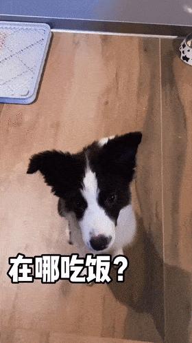 边牧为什么弃养率那么高,被弃养的边牧到新家怎么处理