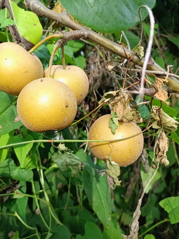 1月份水果当季,现在的当季水果