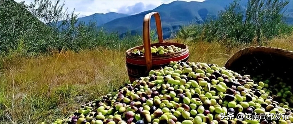 武都橄榄油品牌推荐,陇南橄榄油最新消息