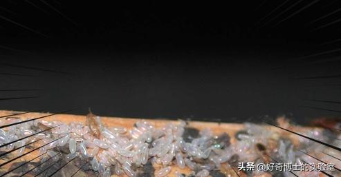 床上小颗粒是什么虫卵,墙上有虫卵很小颗粒