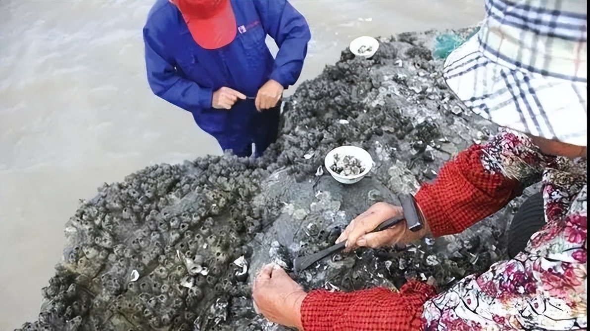 在浙江吃藤壶，还以为吞了个鬼手