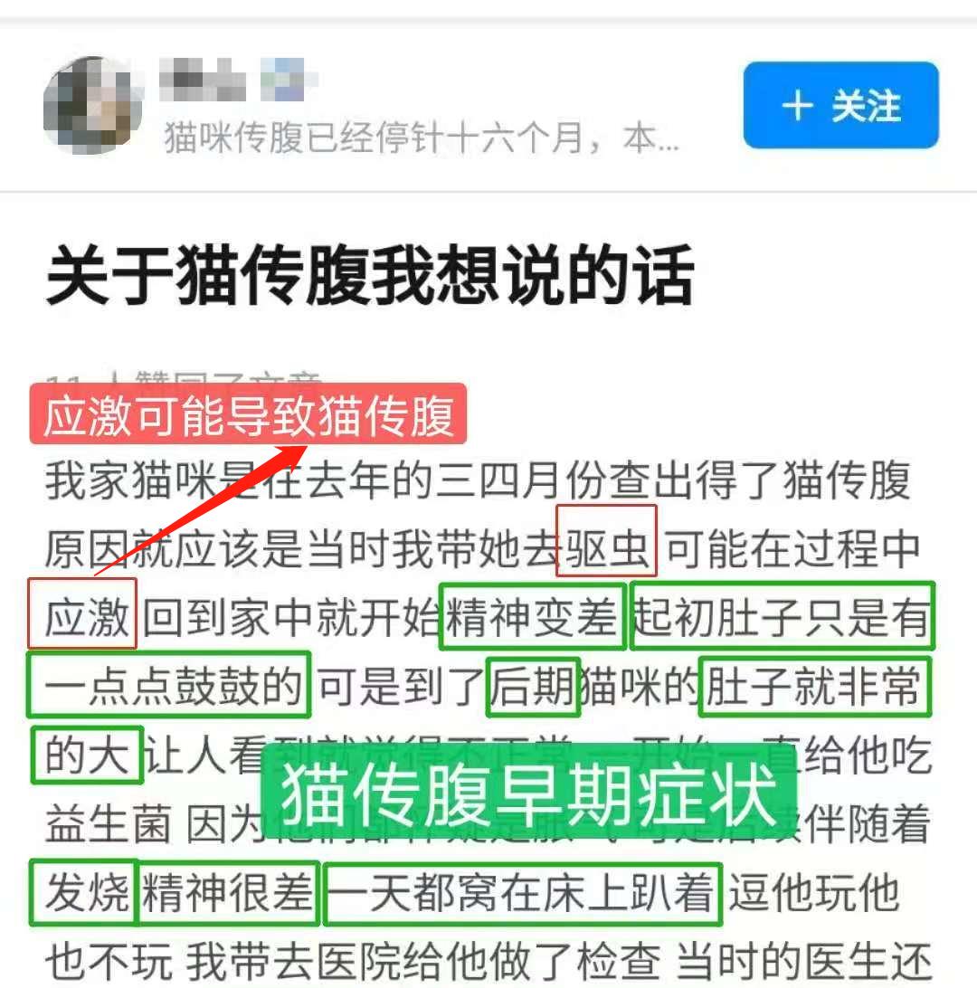 爱它，请不要放弃它！猫传腹不等于判死刑