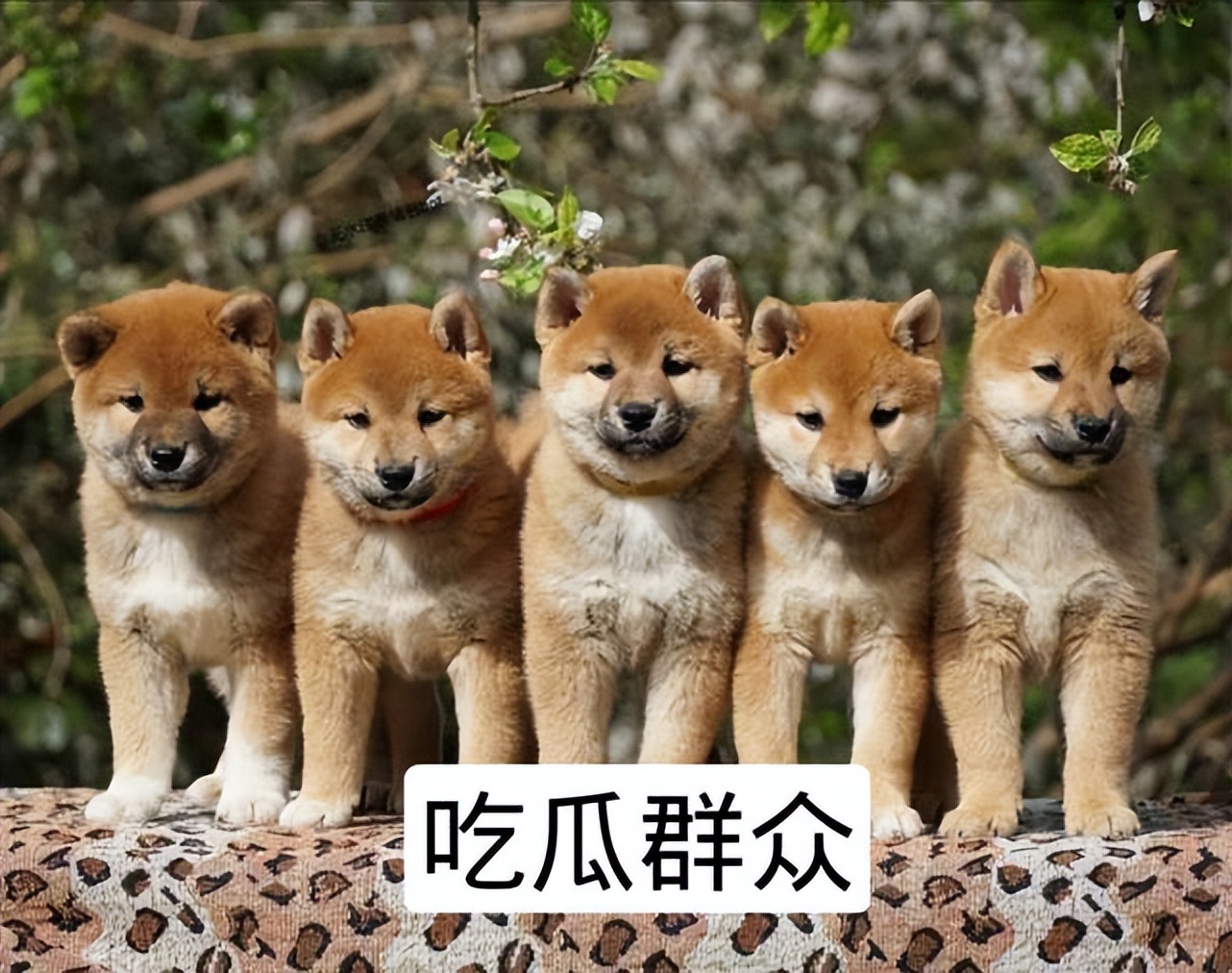 狗狗还会关心人,狗狗频繁繁育