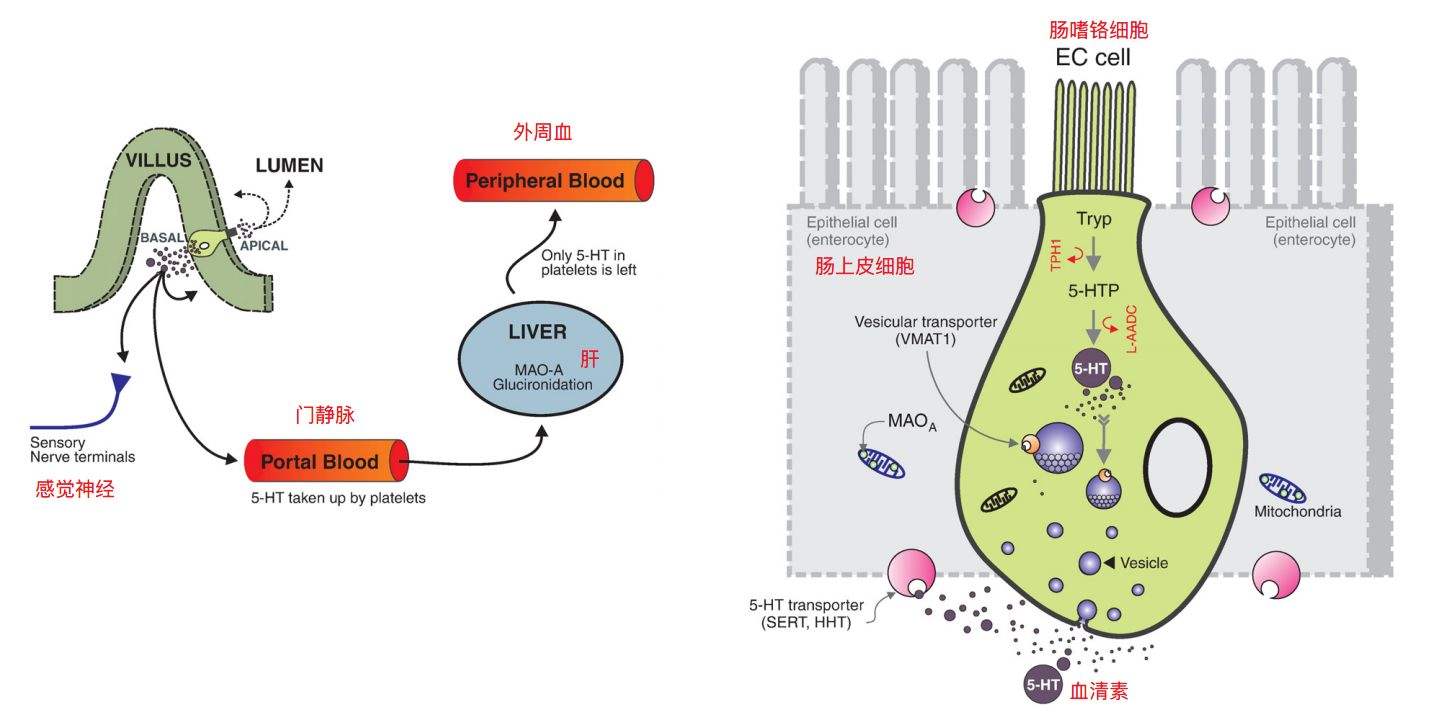 一考试就拉肚子吃什么药,一考试就拉稀怎么办吃什么药