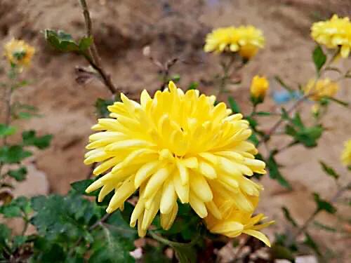 冷冬寒菊,冬菊与夏菊的区别