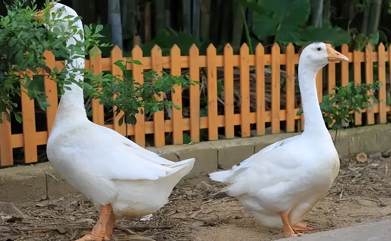 鹅下软皮蛋缺什么营养,鹅下软蛋老破是什么原因