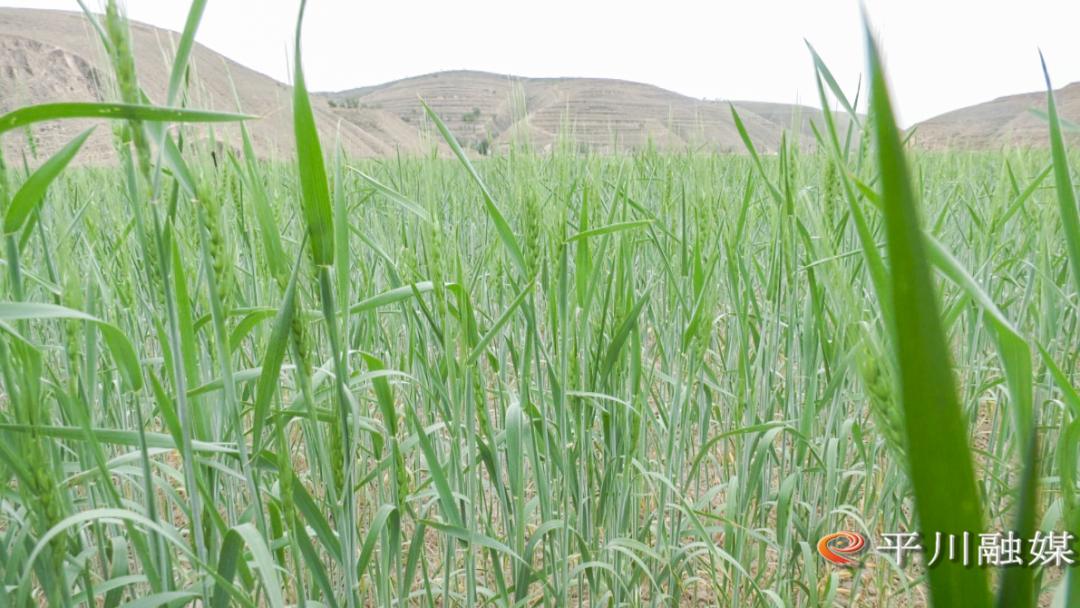 高水平农业合作助力乡村振兴,朔州市发展特色农业助力乡村振兴