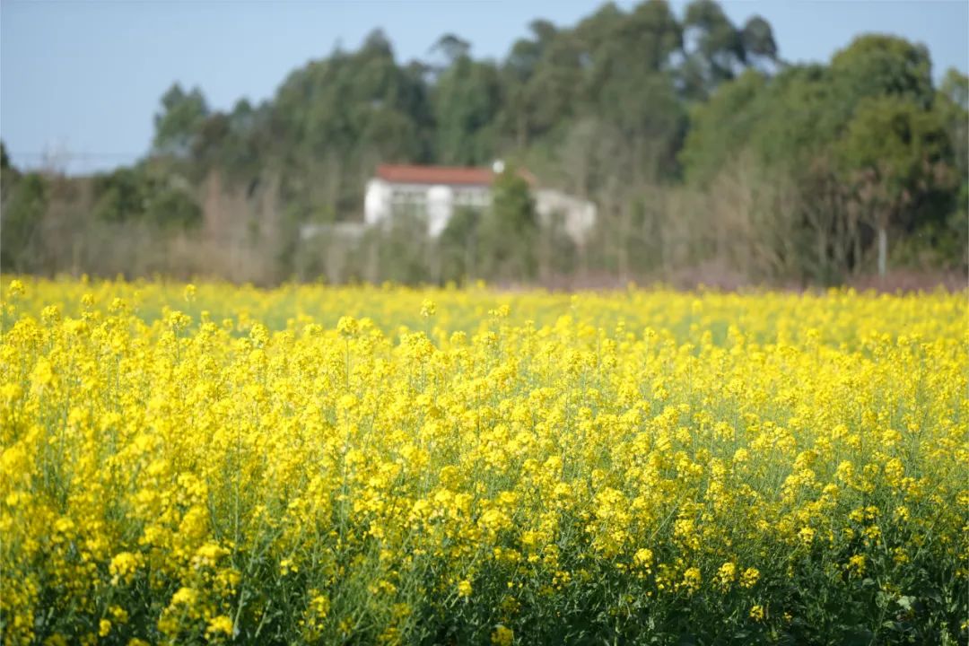 成都市区现实版桃花源记在哪里,成都公交可达的古镇