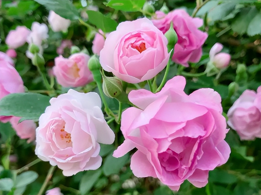 18种花卉的种子,100种最好养又好看的花