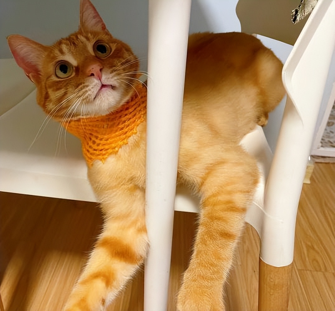 买猫费钱养猫更费钱,买猫到底好不好