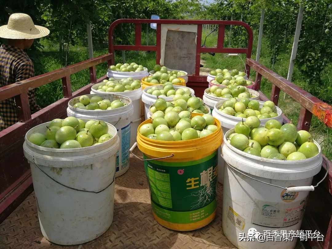 2022年百香果行情,百香果今年行情