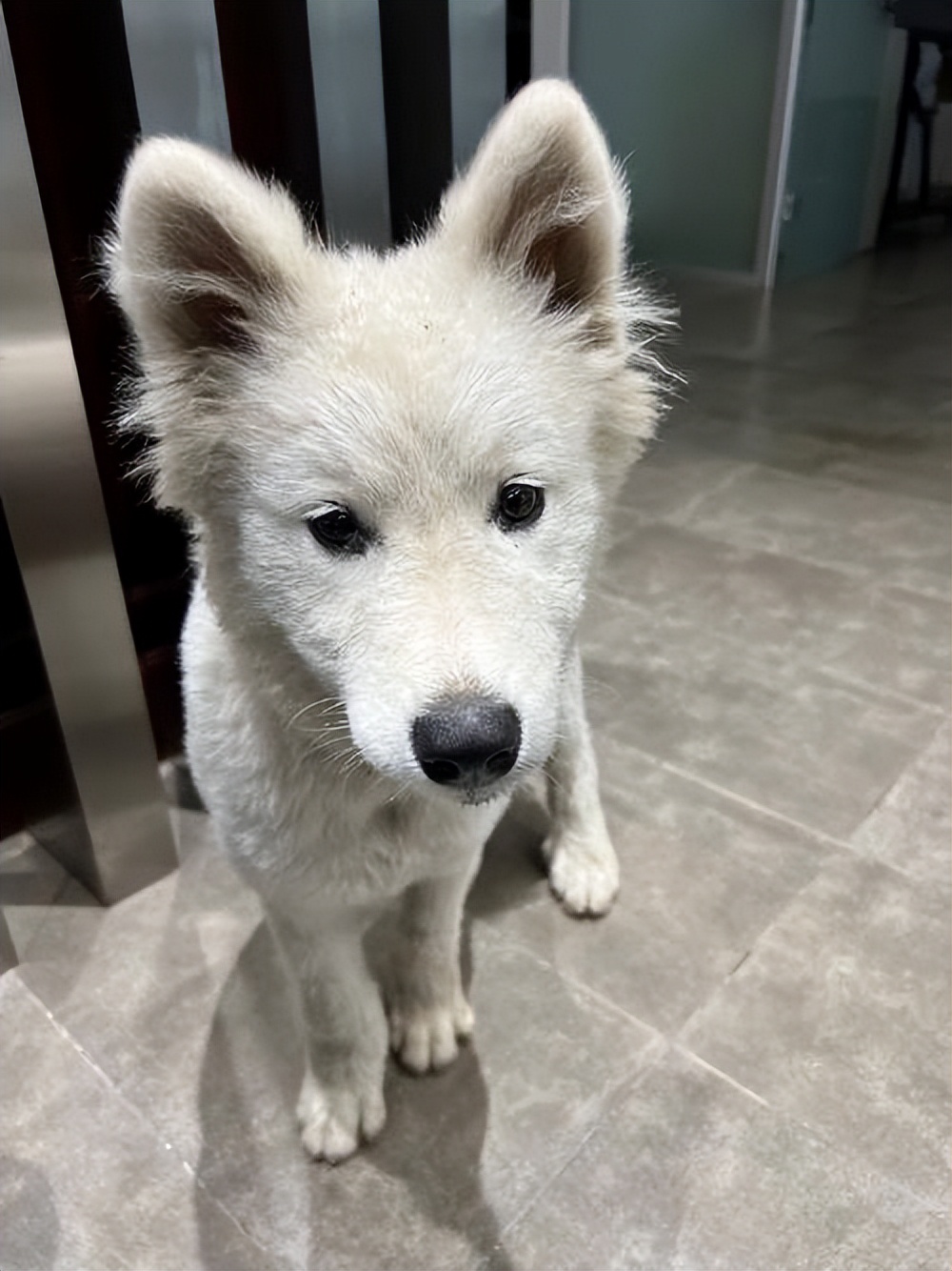 萨摩耶串串幼犬怎么挑选,萨摩耶如何判断是不是串串