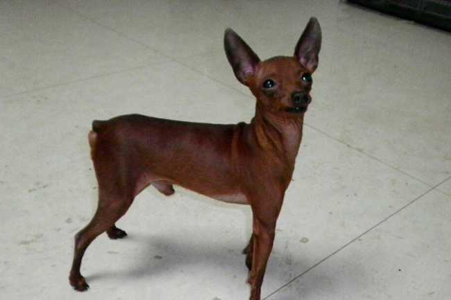 小鹿犬头上有疙瘩怎么回事,小鹿犬头上掉毛秃了一块