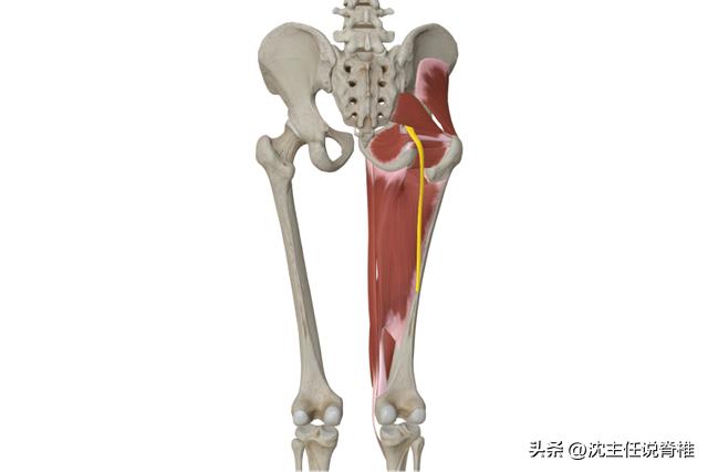 骨盆有一点歪自己能恢复吗,骨盆歪了会哪里疼