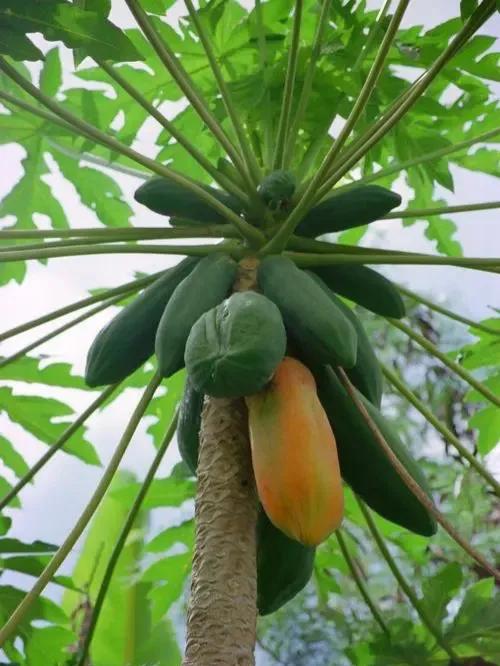 春天十种最美的花名字,花名带冬的有什么花