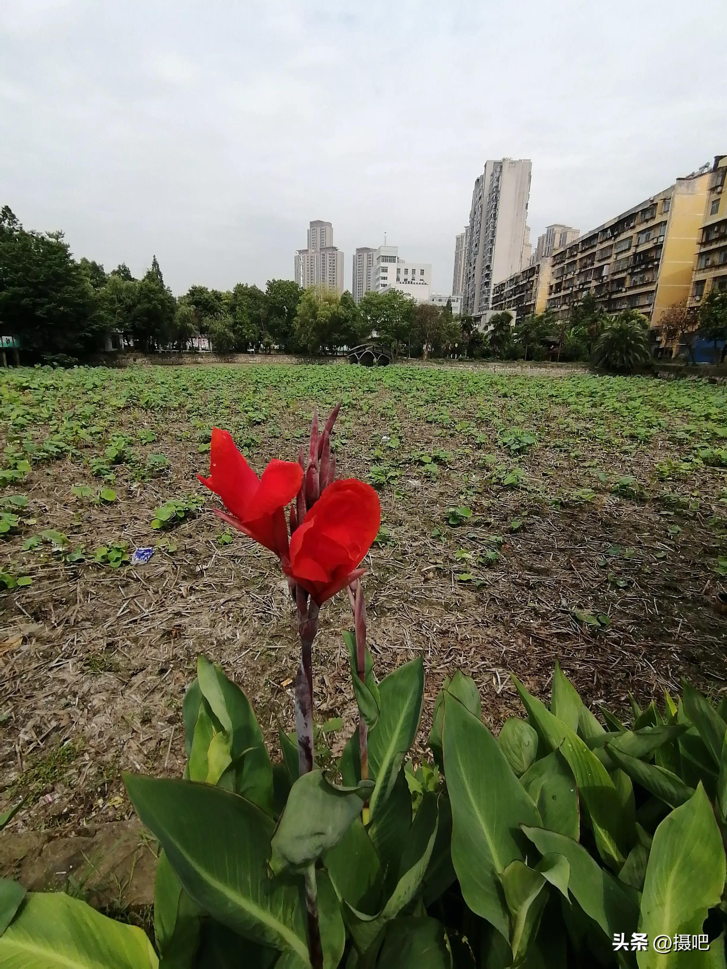 特大新鲜粽叶,大粽叶长在什么地方