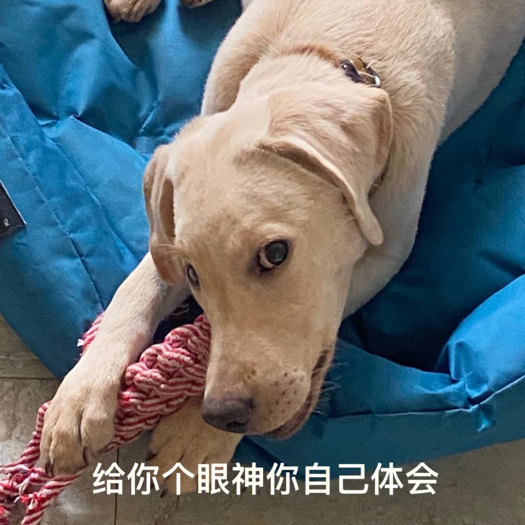 为什么养金毛的比养拉布拉多的多,为什么都不建议养拉布拉多