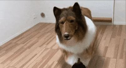 日本男子花200万将自己扮成宠物犬,日本男子花巨资变阿拉斯加犬