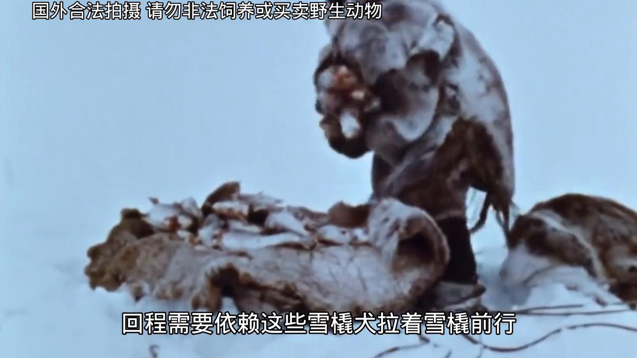 老布抓海豹央视,老布抓海豹为啥这么火