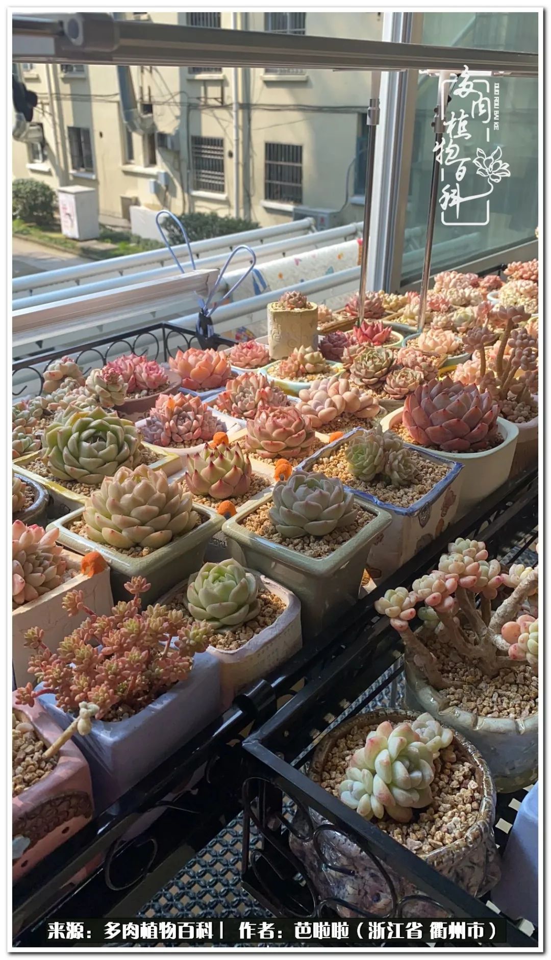 超级能治愈心情的多肉,治愈心灵的彩色植物