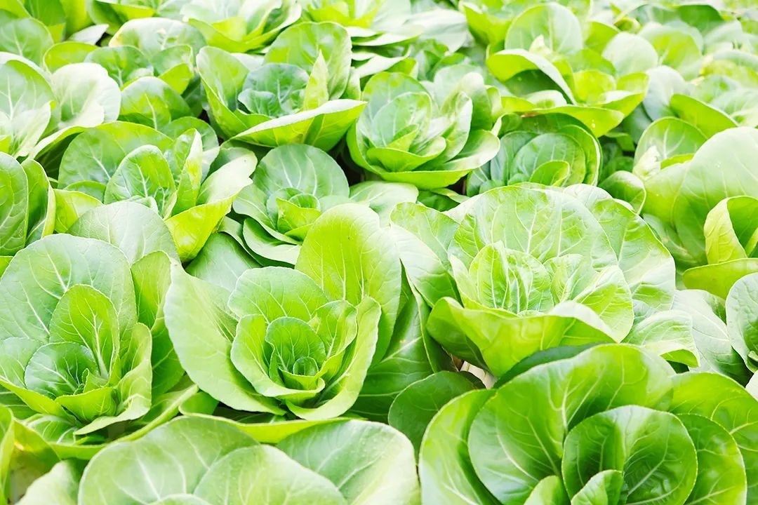 女性健康私护内洗,女性洗私护正确方法