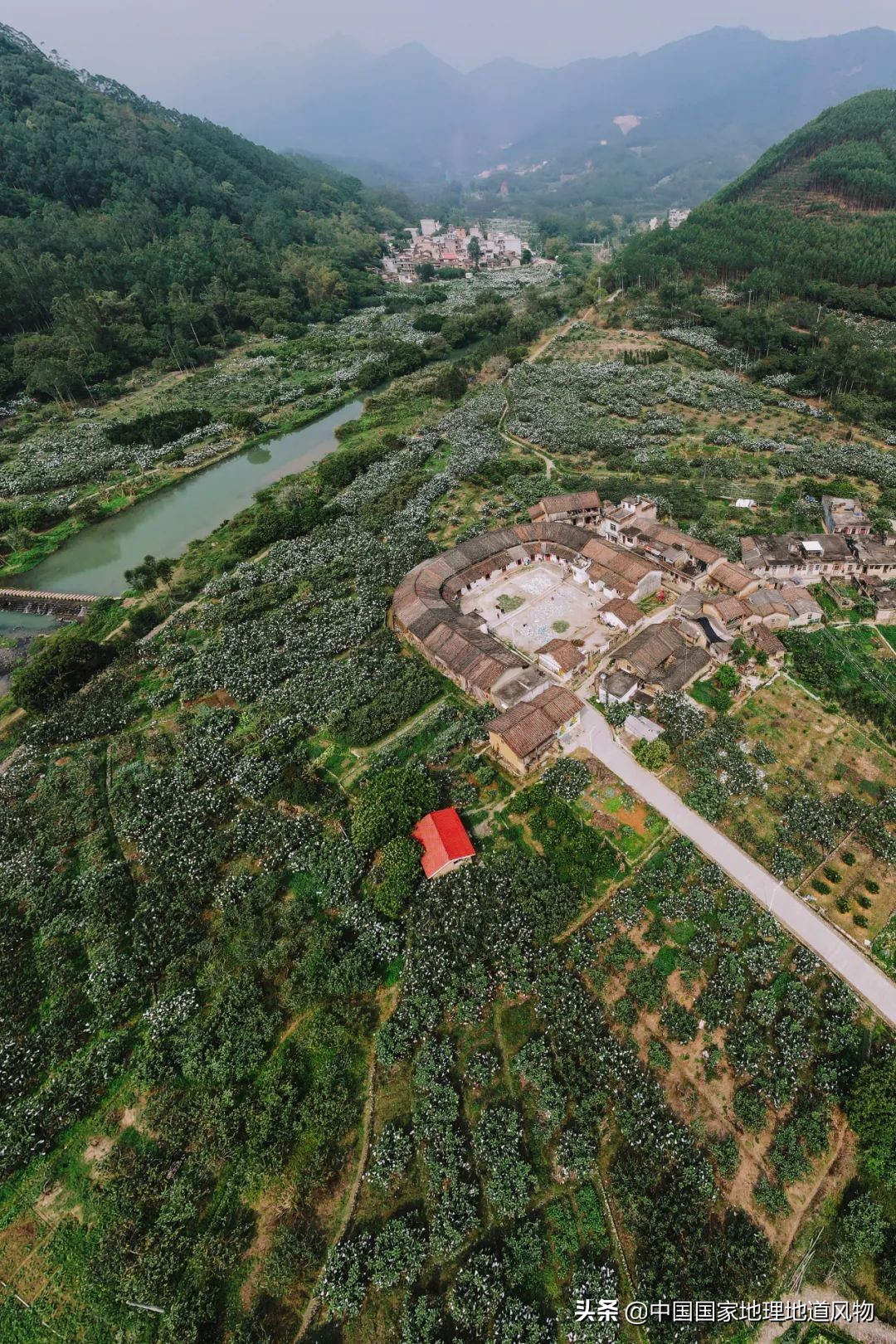 北方人认识枇杷吗,南方人有多爱嗦粉