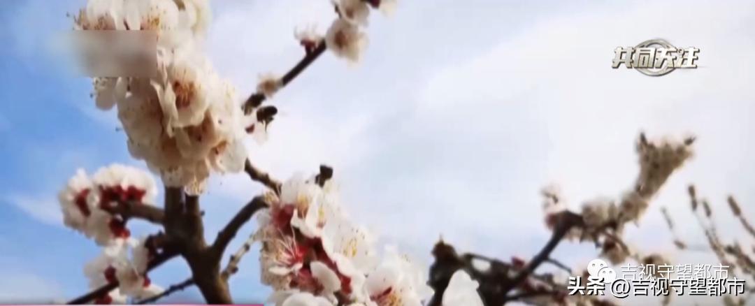 世界防治哮喘日,哮喘病遗传几率有多大