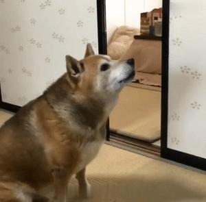 激怒狗子的方法找到了！最后一招最管用！