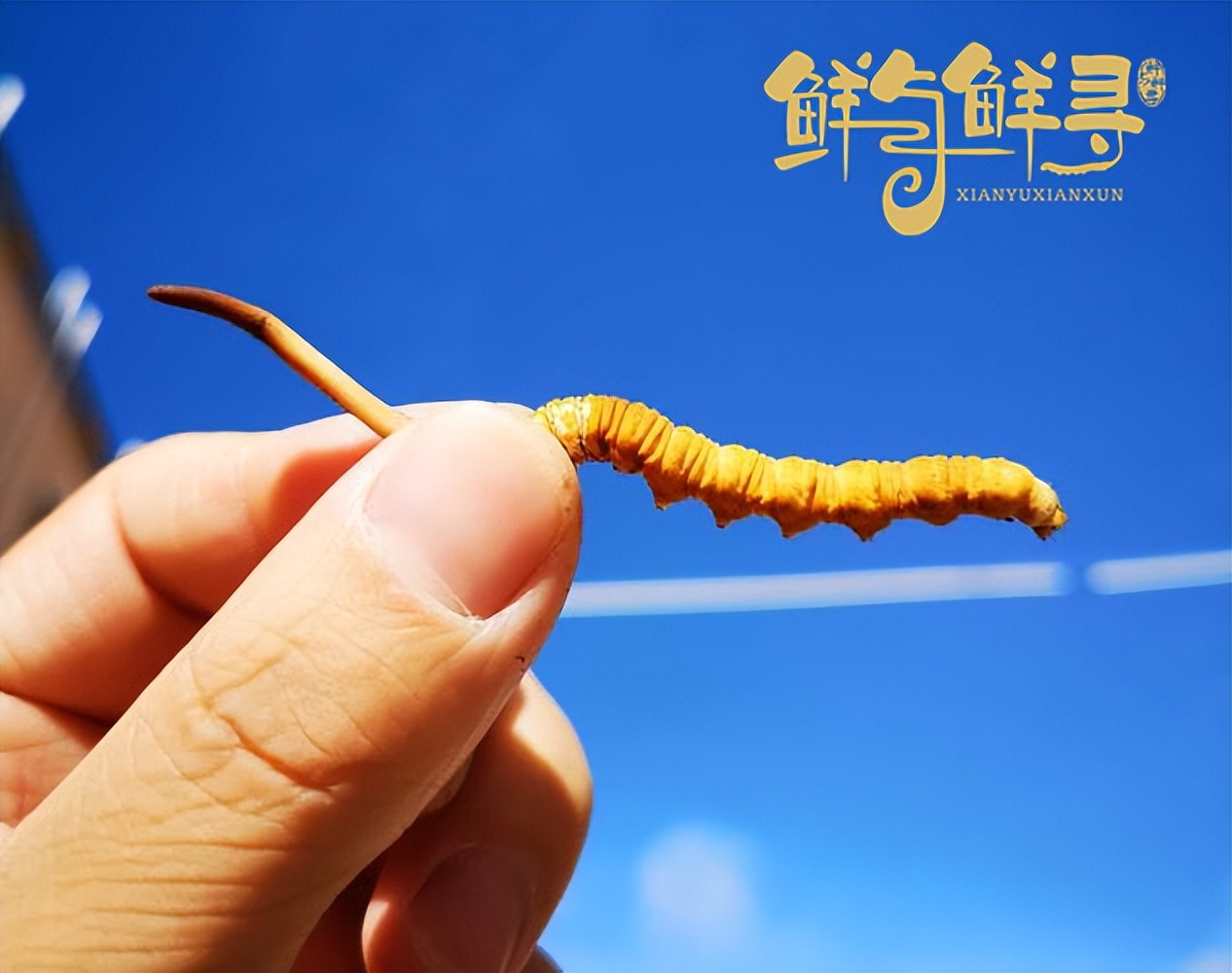 鲜冬虫夏草价格多少一棵,虫草哪里的虫草最好最便宜